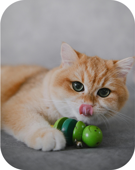 Cat 5